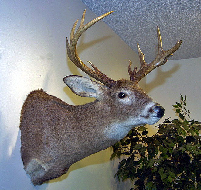 mounted deer head